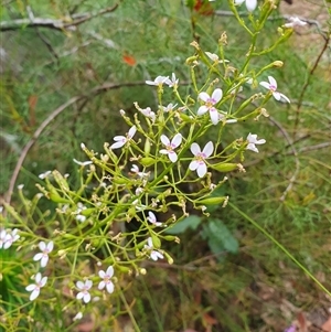 Stylidium laricifolium at Penrose, NSW - suppressed