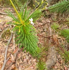 Stylidium laricifolium at Penrose, NSW - suppressed