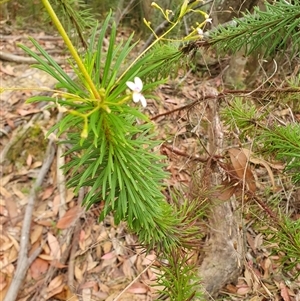 Stylidium laricifolium at Penrose, NSW - suppressed