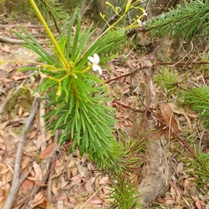 Stylidium laricifolium at Penrose, NSW - 11 Nov 2024