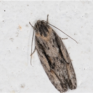 Agriophara leptosemela at Melba, ACT - 9 Nov 2024