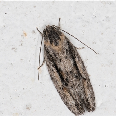 Agriophara leptosemela (A Flat-bodied moth (Depressidae) at Melba, ACT - 9 Nov 2024 by kasiaaus