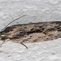 Agriophara leptosemela at Melba, ACT - 9 Nov 2024 10:19 PM