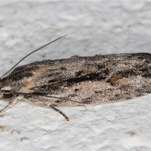 Agriophara leptosemela at Melba, ACT - 9 Nov 2024