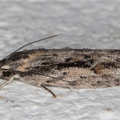 Agriophara leptosemela at Melba, ACT - 9 Nov 2024