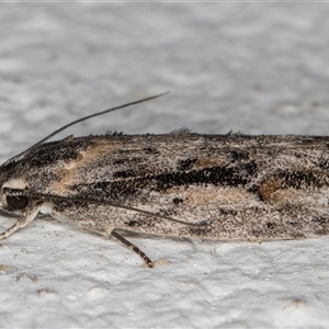 Agriophara leptosemela at Melba, ACT - 9 Nov 2024