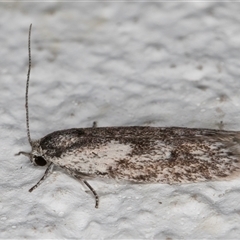 Phylomictis maligna at Melba, ACT - 9 Nov 2024 10:20 PM