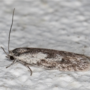 Phylomictis maligna at Melba, ACT - 9 Nov 2024 10:20 PM