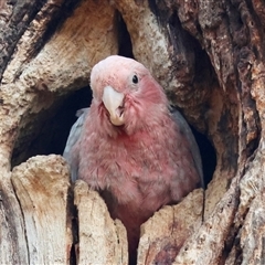 Eolophus roseicapilla (Galah) at Hughes, ACT - 11 Nov 2024 by LisaH