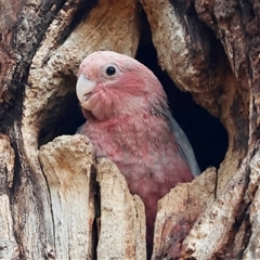 Eolophus roseicapilla at Hughes, ACT - 11 Nov 2024