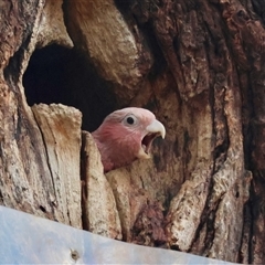 Eolophus roseicapilla at Hughes, ACT - 11 Nov 2024