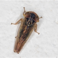 Rosopaella kirkaldyi (A leafhopper) at Melba, ACT - 9 Nov 2024 by kasiaaus