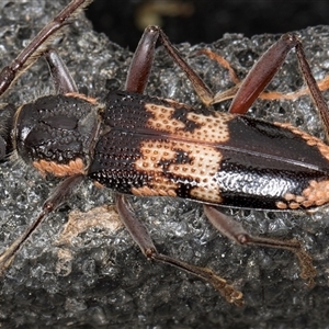 Phoracantha semipunctata at Melba, ACT - 9 Nov 2024