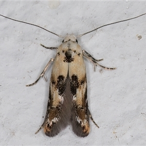 Leptozestis and Trachydora (genera) at Melba, ACT - 9 Nov 2024