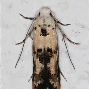 Leptozestis and Trachydora (genera) at Melba, ACT - 9 Nov 2024