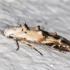 Leptozestis and Trachydora (genera) at Melba, ACT - 9 Nov 2024