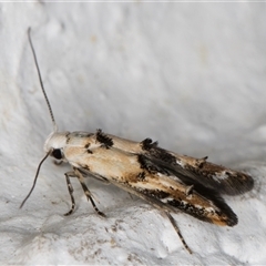 Leptozestis and Trachydora (genera) at Melba, ACT - 9 Nov 2024