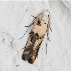 Leptozestis and Trachydora (genera) at Melba, ACT - 9 Nov 2024