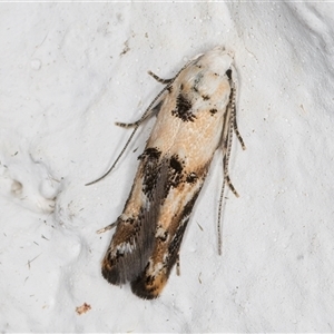 Leptozestis and Trachydora (genera) at Melba, ACT - 9 Nov 2024 10:38 PM