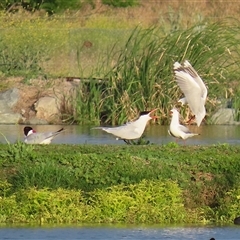 Hydroprogne caspia (Caspian Tern) at Fyshwick, ACT - 11 Nov 2024 by RodDeb