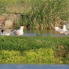 Hydroprogne caspia at Fyshwick, ACT - 11 Nov 2024