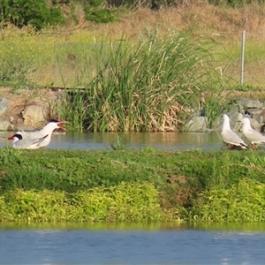 Hydroprogne caspia at Fyshwick, ACT - 11 Nov 2024