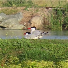 Hydroprogne caspia at Fyshwick, ACT - 11 Nov 2024