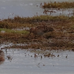 Gallinago hardwickii (Latham's Snipe) at Fyshwick, ACT - 11 Nov 2024 by RodDeb