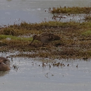 Gallinago hardwickii at Fyshwick, ACT - 11 Nov 2024 07:36 PM