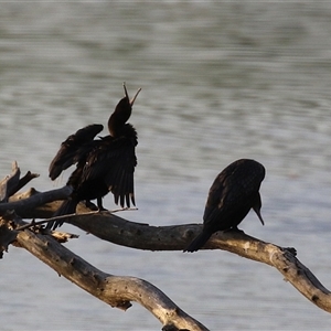 Phalacrocorax sulcirostris at Fyshwick, ACT - 11 Nov 2024