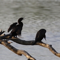 Phalacrocorax sulcirostris at Fyshwick, ACT - 11 Nov 2024