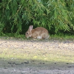 Oryctolagus cuniculus (European Rabbit) at Fyshwick, ACT - 11 Nov 2024 by RodDeb