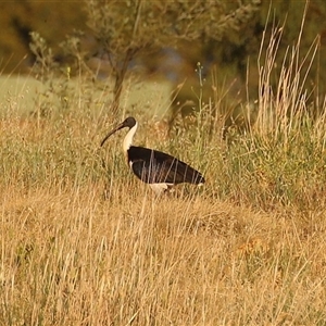 Threskiornis spinicollis at Fyshwick, ACT - 11 Nov 2024