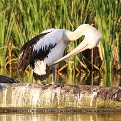 Pelecanus conspicillatus (Australian Pelican) at Fyshwick, ACT - 11 Nov 2024 by RodDeb