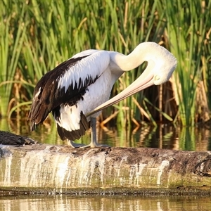 Pelecanus conspicillatus at Fyshwick, ACT - 11 Nov 2024