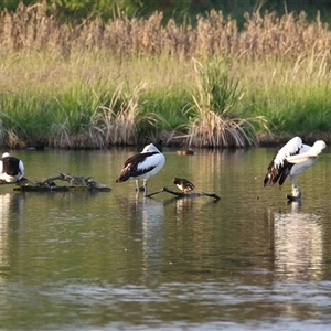 Pelecanus conspicillatus at Fyshwick, ACT - 11 Nov 2024