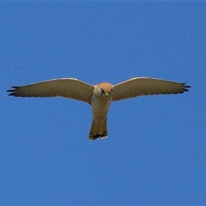 Falco cenchroides at Lawson, ACT - 23 Jul 2024