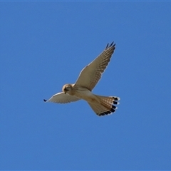 Falco cenchroides at Lawson, ACT - 23 Jul 2024