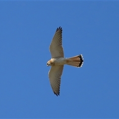 Falco cenchroides at Lawson, ACT - 23 Jul 2024