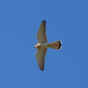 Falco cenchroides at Lawson, ACT - 23 Jul 2024