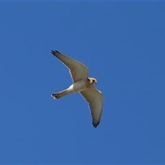 Falco cenchroides at Lawson, ACT - 23 Jul 2024