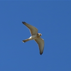 Falco cenchroides at Lawson, ACT - 23 Jul 2024