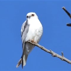 Elanus axillaris (Black-shouldered Kite) at Throsby, ACT - 21 Jul 2024 by TimL