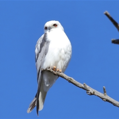 Elanus axillaris (Black-shouldered Kite) at Throsby, ACT - 21 Jul 2024 by TimL