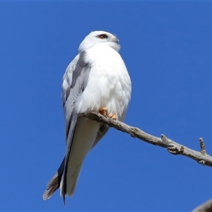 Elanus axillaris at Throsby, ACT - 21 Jul 2024