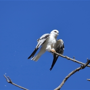 Elanus axillaris at Throsby, ACT - 21 Jul 2024