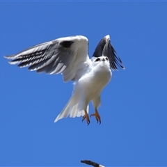 Elanus axillaris at Throsby, ACT - 21 Jul 2024