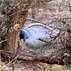 Menura novaehollandiae (Superb Lyrebird) at Majors Creek, NSW - 11 Nov 2024 by MichaelWenke