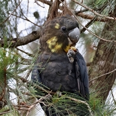 Calyptorhynchus lathami lathami (Glossy Black-Cockatoo) at Moruya, NSW - 4 Nov 2024 by LisaH