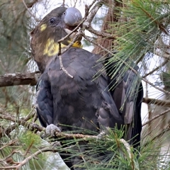 Calyptorhynchus lathami lathami at Moruya, NSW - 5 Nov 2024